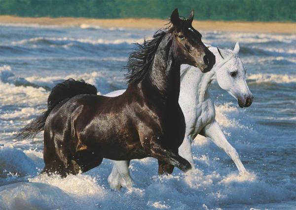 Billeder af ikke jeres hest XD