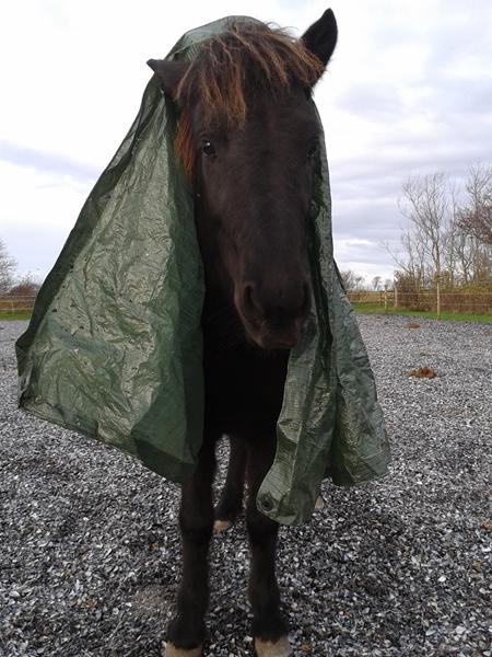 øvelser til utålmodig hest fra jorden