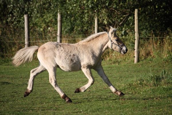 De der regler??? "Hingst"