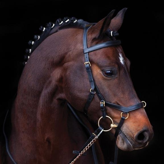 Reglement Rambo Micklem Multibridle 