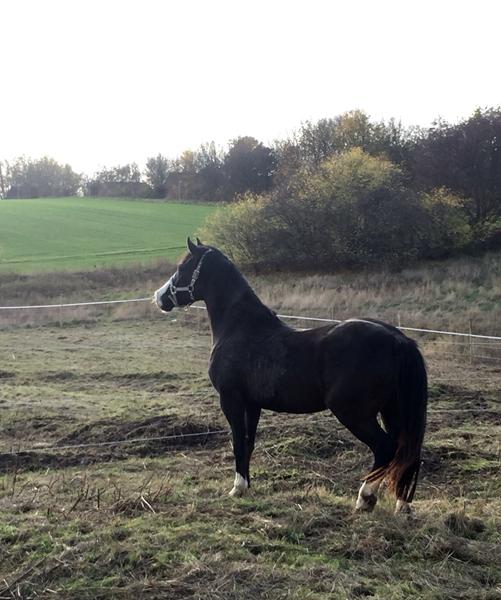 Øvelser med ung pony?