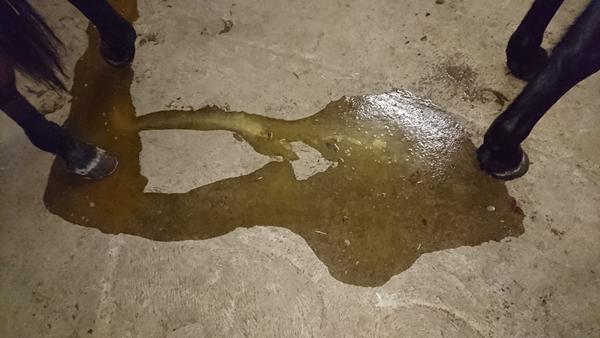 Koncentreret urin eller hvad tænker I? 