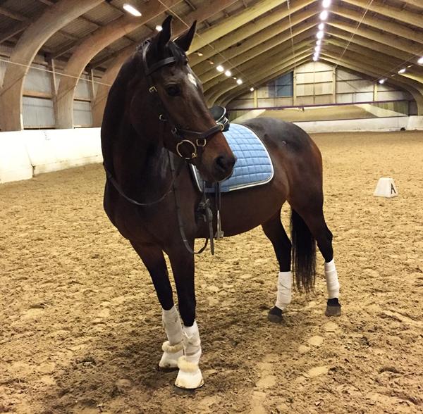 Tysbjerg ridecenter hest