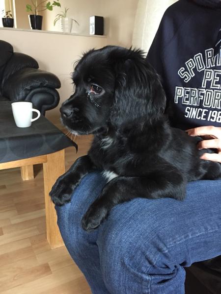 Transportbur til hund