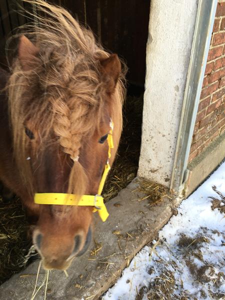 Hestesynergi - telepati