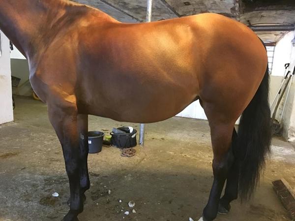 tegn på drægtighed 