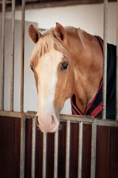 Guldhingsten er sendt afsted 