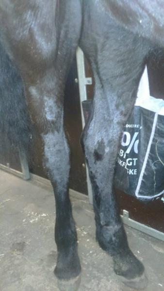 Anbefaling af dyrlæger i jylland (østjylland)