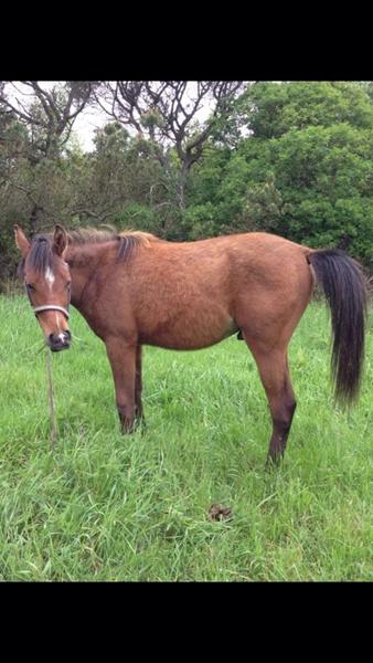 Hvad vil prisen være for opstaldning koste ?