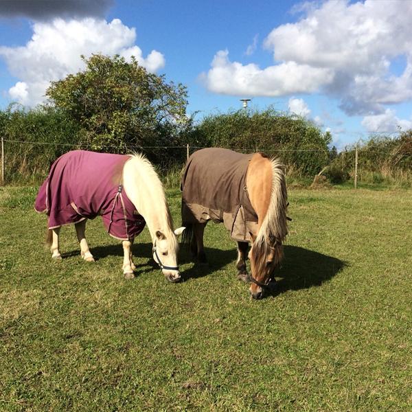 Beskriv din hest med dens bogstaver;-)