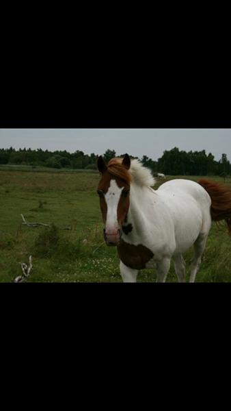 EFTERLYSNING - broget pony.