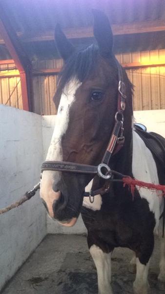 Flot farve til mørk broget hest