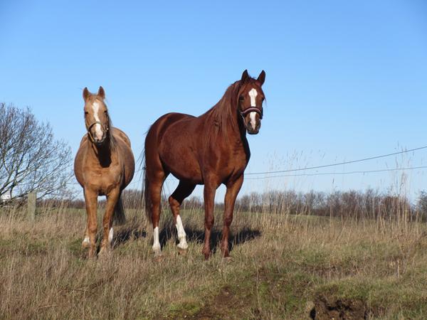 forslag til billeder.. ideer søges 