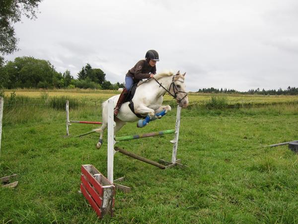 Tilskud til ældre pony i træning.
