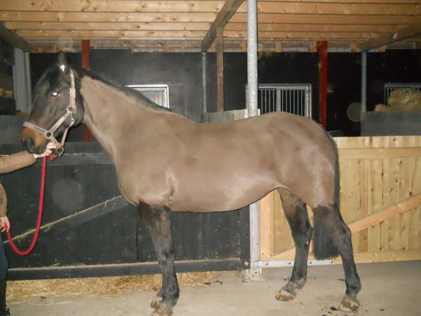 Lændedækken what to do ???