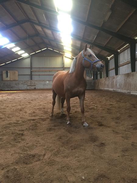 Føl navne med bogstavet ....