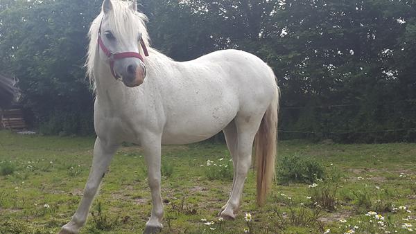 Kender du Callunas Lady?