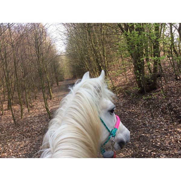 Hærvejen eller andre muligheder til hesteryg?