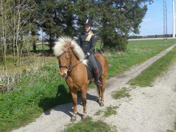 Heste ejer til Atla<3