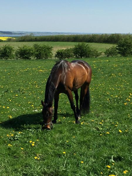 Foder efter end ridt