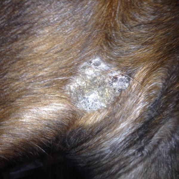 Scaroider hos hest?????