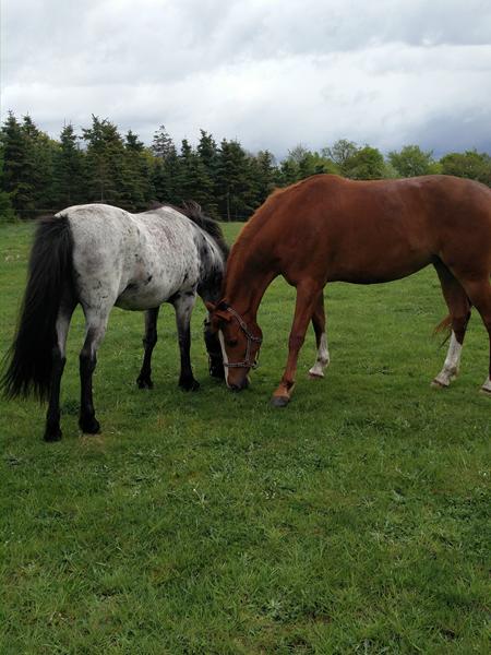 Ny hest - gammel hests reaktion