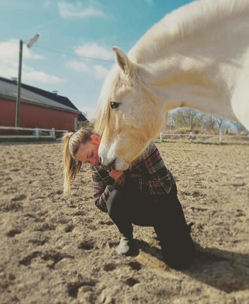 hestetræning - tilbage til hesten 