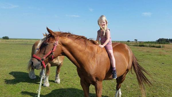 hjælp til højde på pony