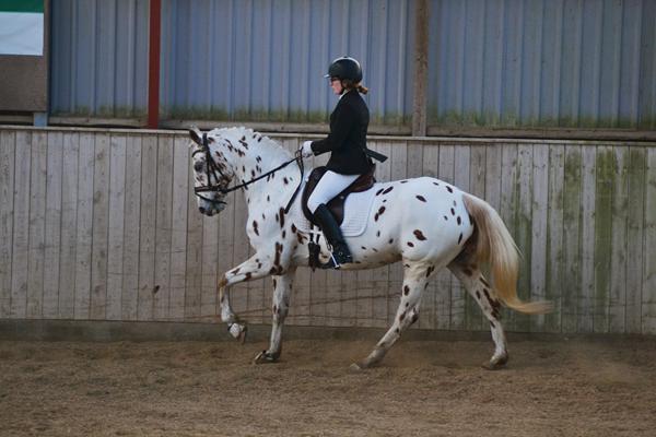 Hodsager stævne - fotograf søges