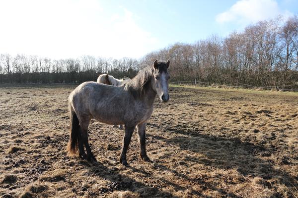 Hvordan bliver den "dansk sports pony"?