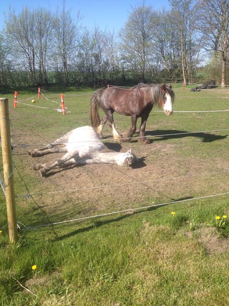 Lille Rideklub i Sdr. Jylland