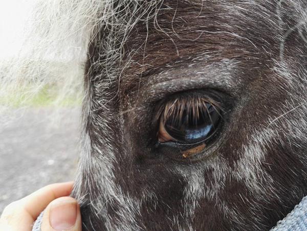 Navn til lille plet hingst