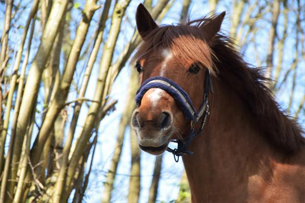 Cykling med pony?