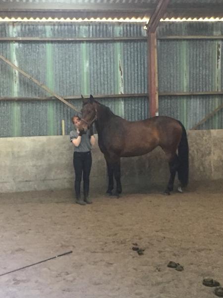 Sadleunderlag, farver og mærker?