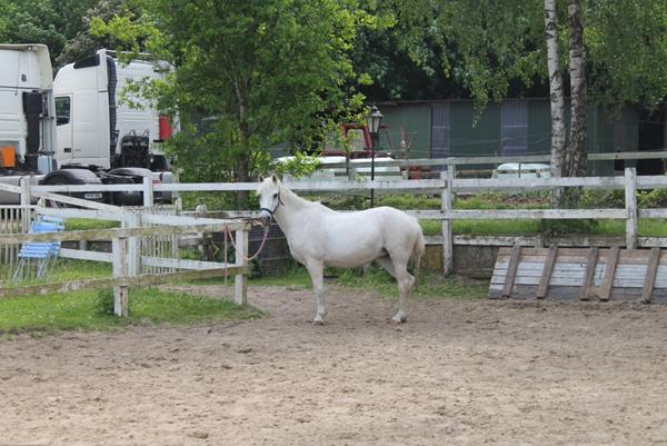 Hvordan får min pony flere muskler?