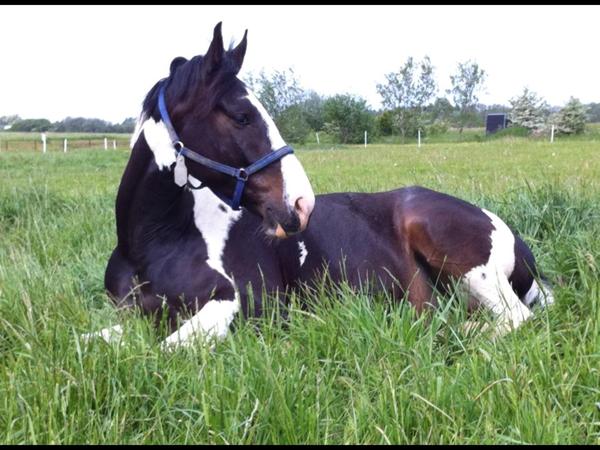 Hjælp til dyrlægeregning