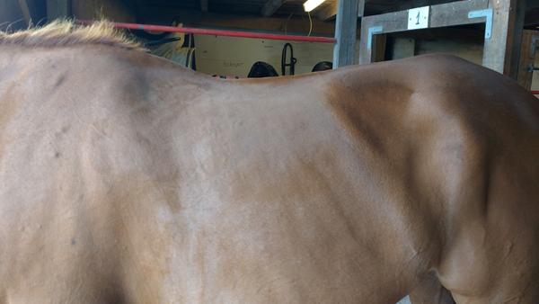 Springsadel til markeret, lige ryg