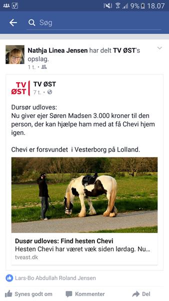 Efterlysning af hest, på Lolland.