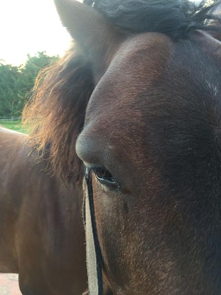 Hest har fået sæbeøje?