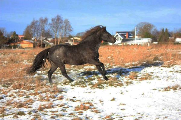 Min hest sveder aldrig