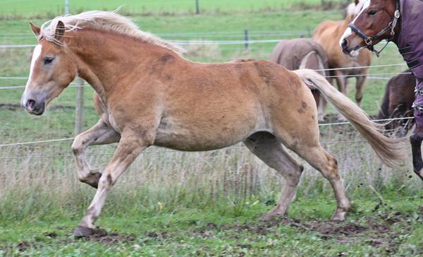 Tilkørsel af pony (FYN)