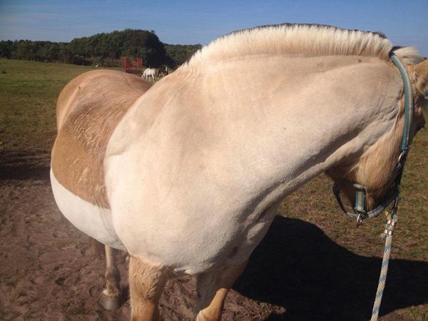 Hvornår regndækken? 