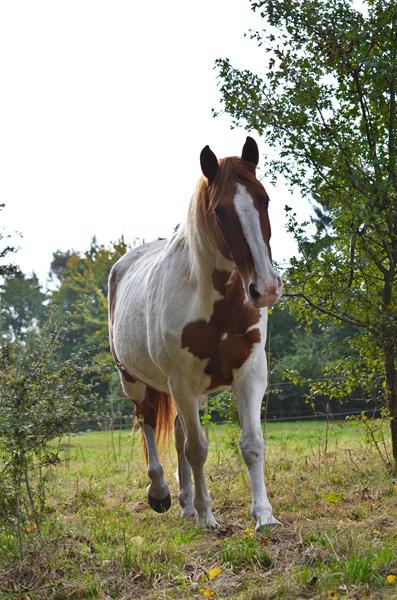 At hesten håndteres af andre 