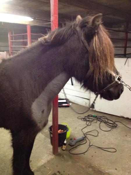 hvordan er jeres islænder klippet ?