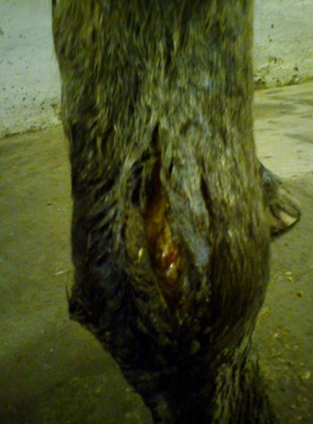 kan man give noget som hjælper på helling af åbent sår?