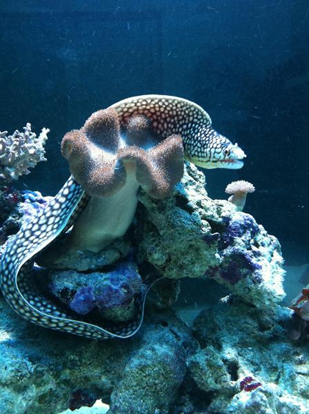 Julegaven til Kæresten??