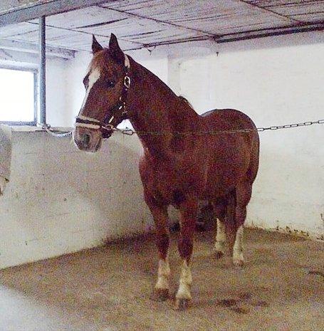 Har du set denne pony? - Bounty