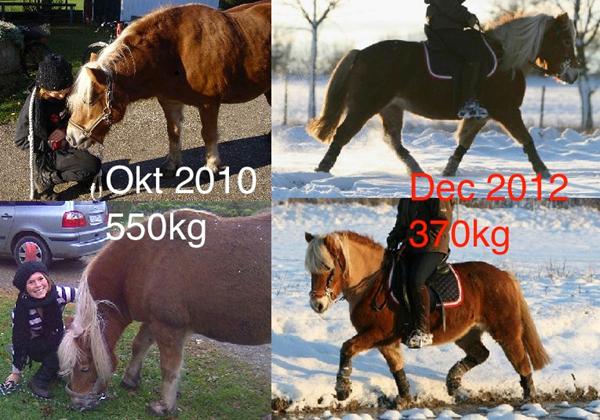 Vægttab hos heste - Opdatering :D