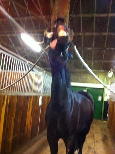 Vis mig et sjovt billede af jeres hest xD