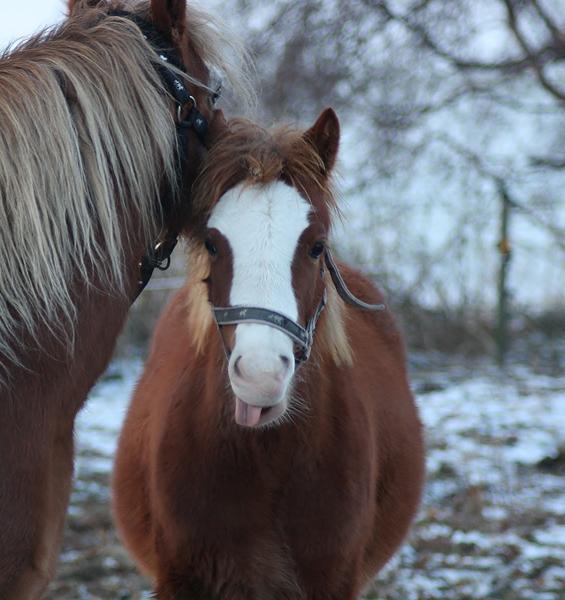Frække følle bølle..